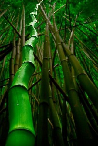 Бамбук уникальный природный материал