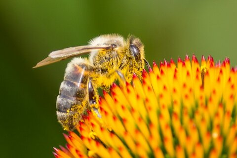 Пчела собирает нектар с цветка